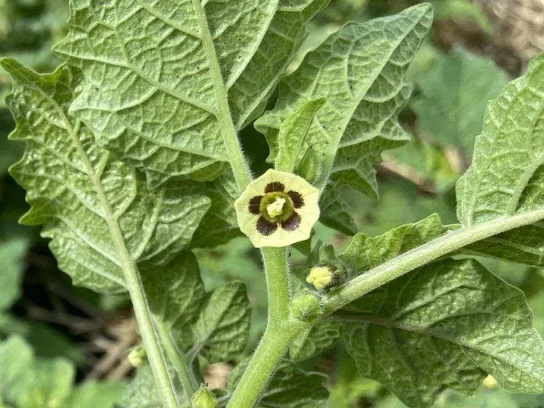 Physalis pruinosa 'Goldie' flower