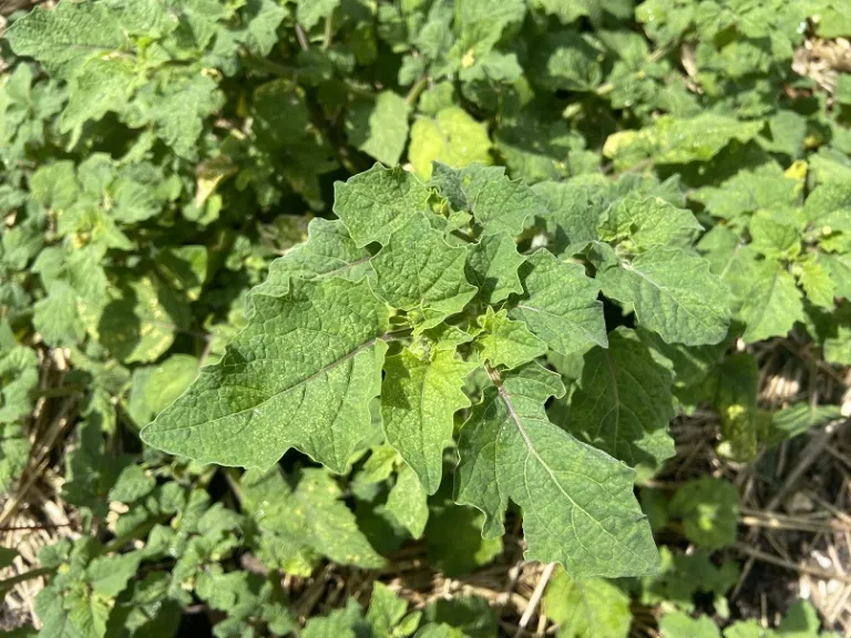 Physalis pruinosa 'Goldie' foliage