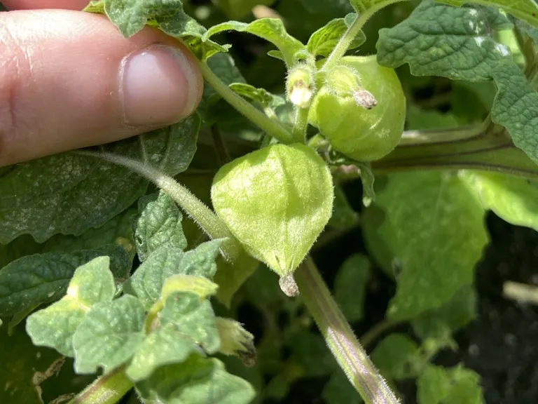 Physalis pruinosa 'Goldie' fruit