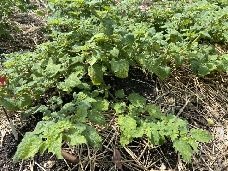 Physalis pruinosa 'Goldie' habit
