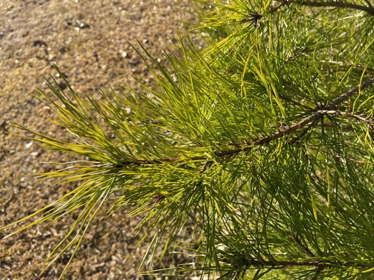 Pinus glabra foliage