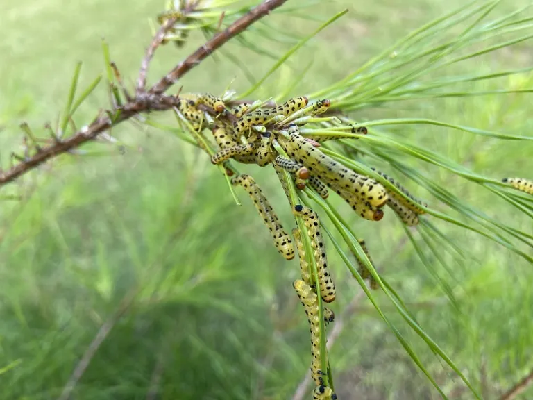Pinus glabra sawflies