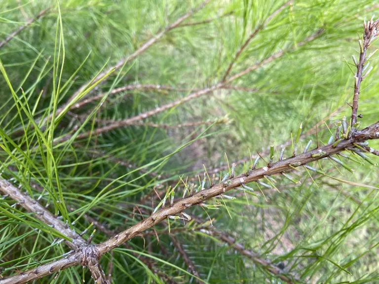 Pinus glabra sawfly damage
