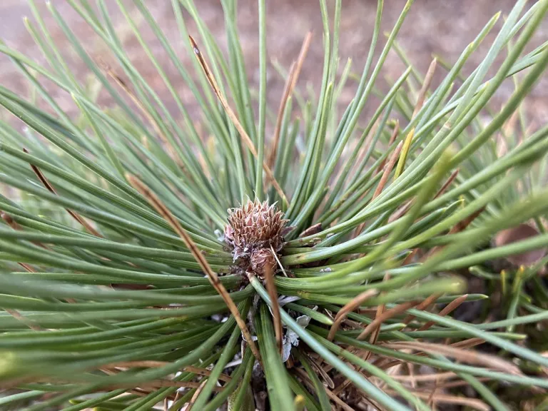 Pinus nigra 'Black Prince' bud