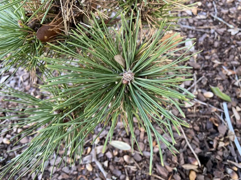 Pinus nigra 'Black Prince' foliage
