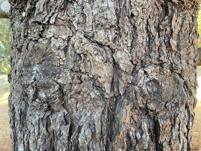 Pinus strobus bark