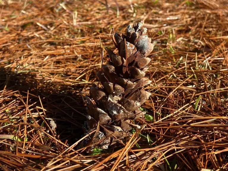 Pinus strobus cone