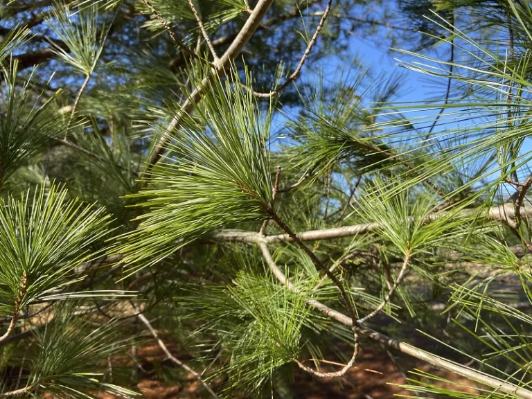 Pinus strobus needle