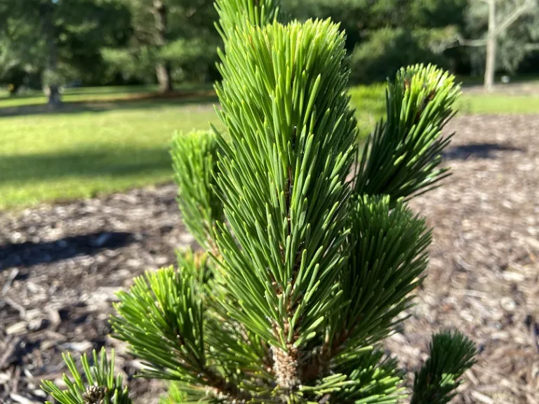 Pinus thunbergii 'Kotobuki' needles