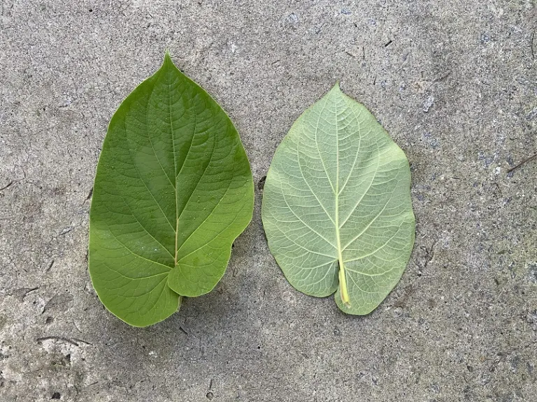 Piper auritum leaf front and back