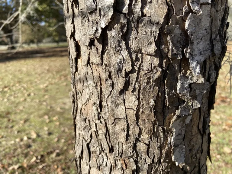 Pistacia chinensis bark