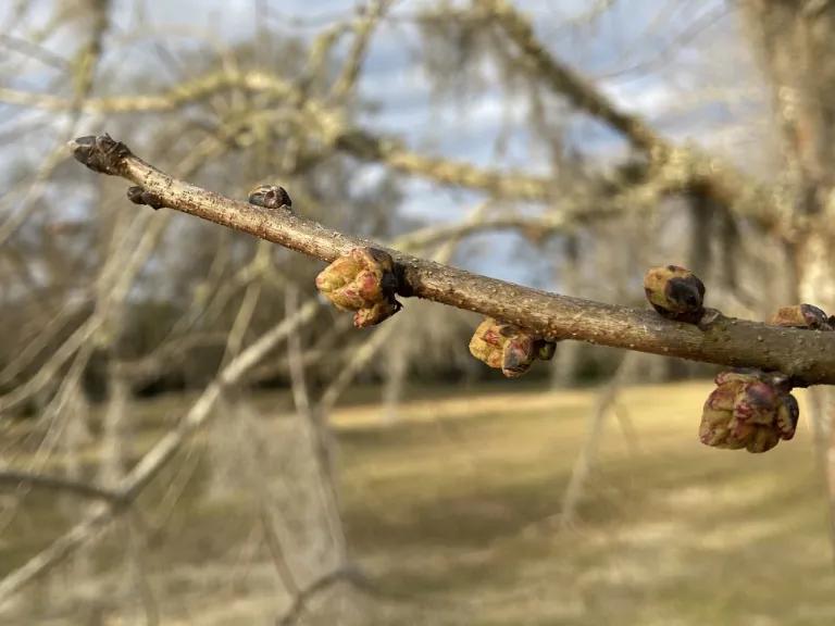 Pistacia chinensis buds