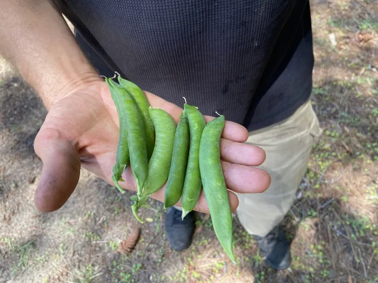 Pisum sativum 'Green Arrow' fruit