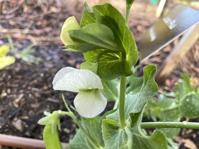 Pisum sativum 'Oregon Giant' flower