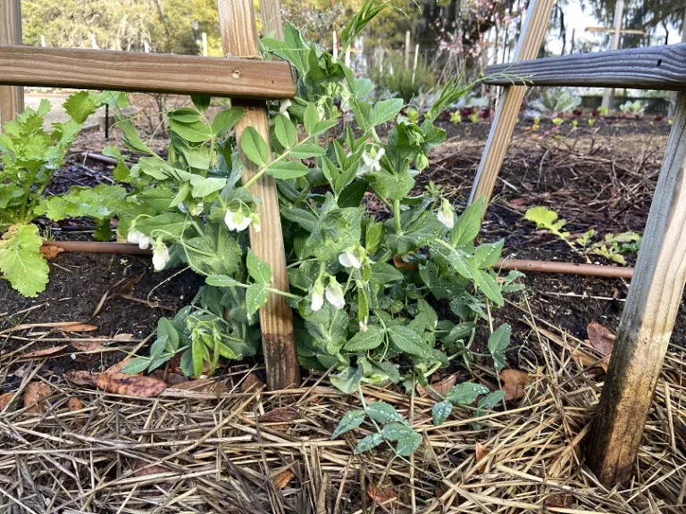 Pisum sativum 'Oregon Giant' flowering habit