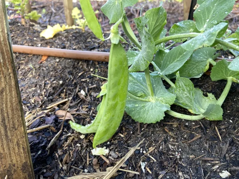 Pisum sativum 'Oregon Giant' fruit