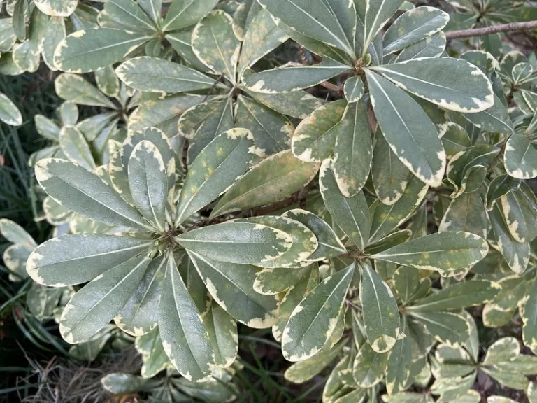 Pittosporum tobira 'CNI Three' (Mojo®) foliage