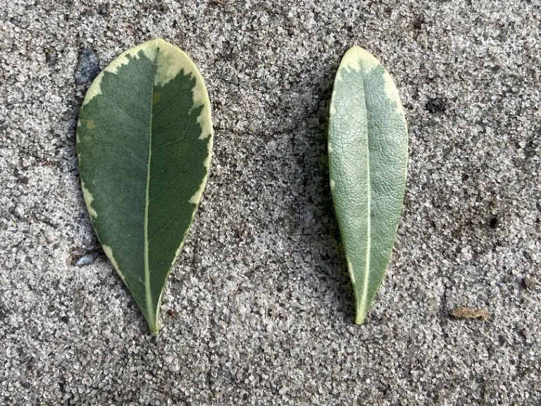 Pittosporum tobira 'CNI Three' (Mojo®) leaf shape variability