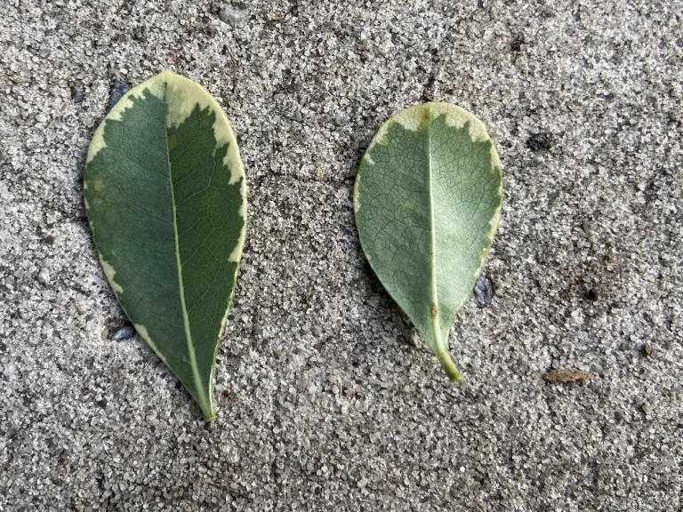 Pittosporum tobira 'CNI Three' (Mojo®)leaf front and back