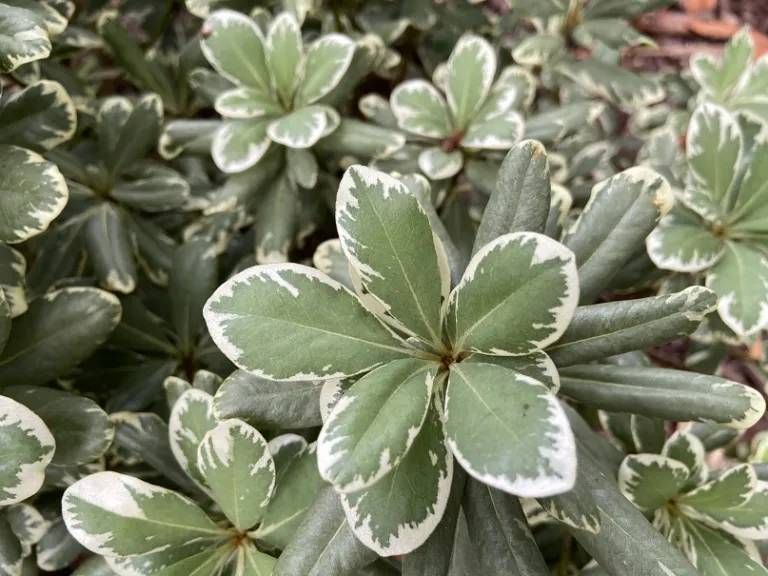 Pittosporum tobira 'Variegatum' foliage