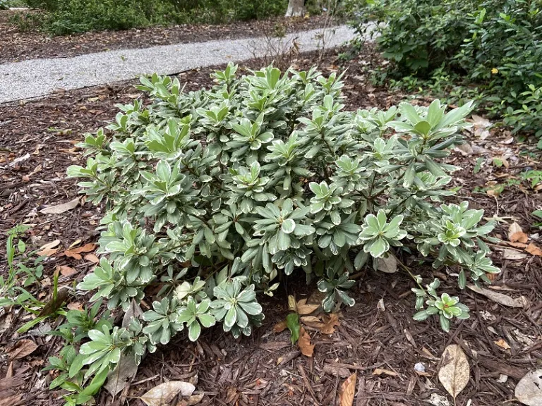 Pittosporum tobira 'Variegatum' habit