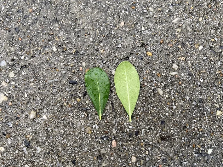 Pittosporum tobira leaf front and back