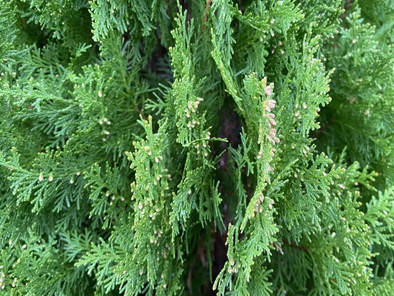 Platycladus orientalis 'Aurea Nana' holding of stems