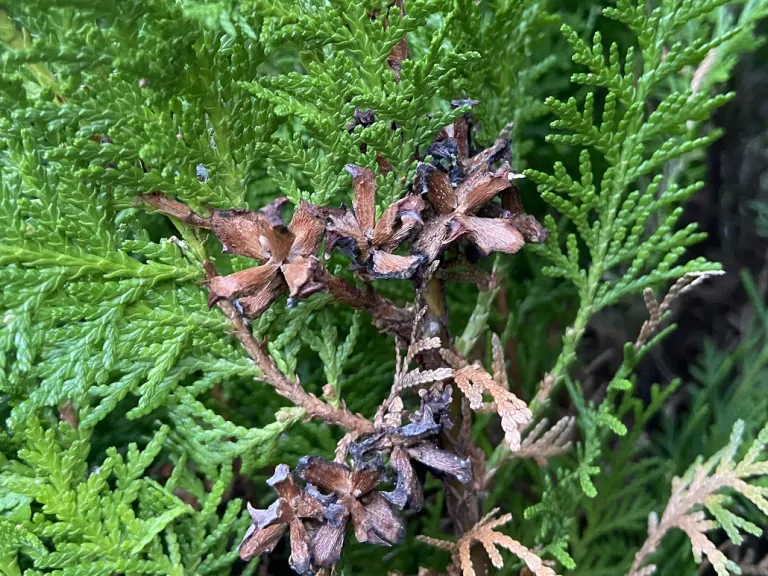 Platycladus orientalis 'Aurea Nana' open old seed cones