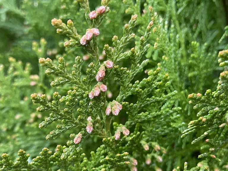 Platycladus orientalis 'Aurea Nana' pollen cones