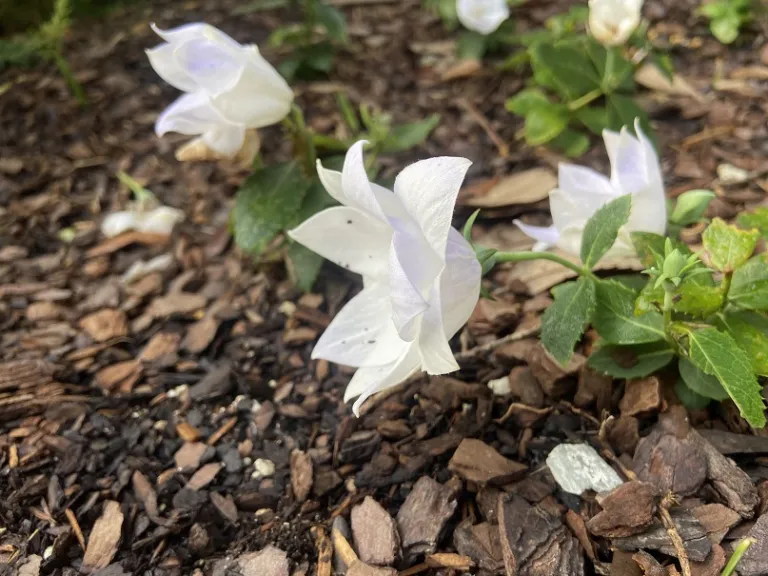 Platycodon grandiflorus 'Astra Semi Double White' flower