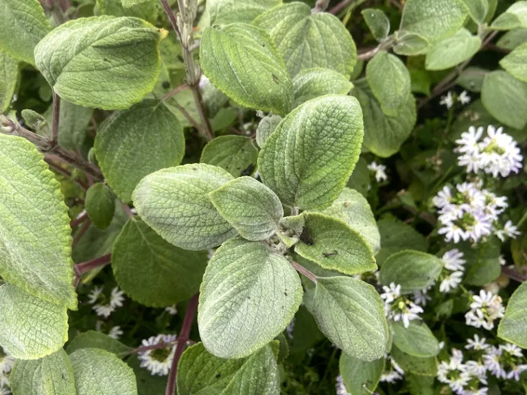 Plectranthus argentatus 'Longwood Silver' foliage