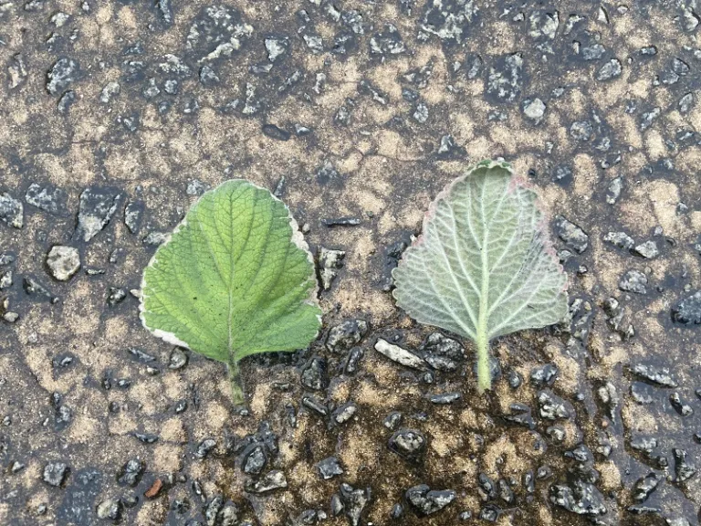 Plectranthus forsteri 'Marginatus' leaf front and back