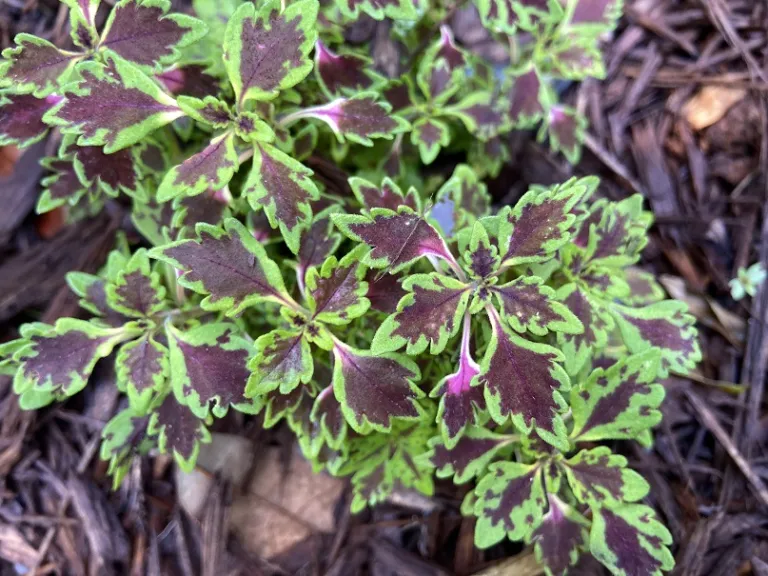 Plectranthus scutellarioides 'Balmazmick' (MicroBlaze™ Matchsticks) foliage