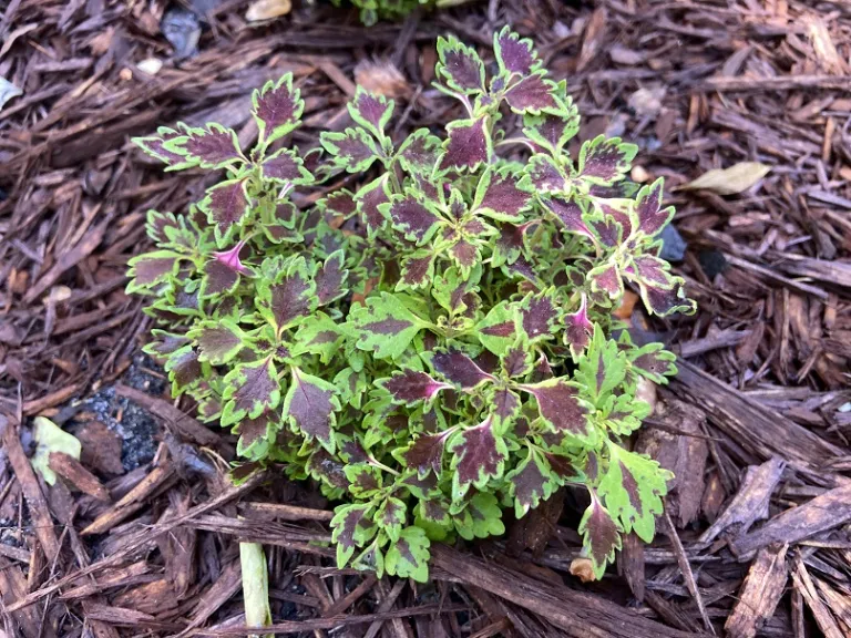 Plectranthus scutellarioides 'Balmazmick' (MicroBlaze™ Matchsticks) habit