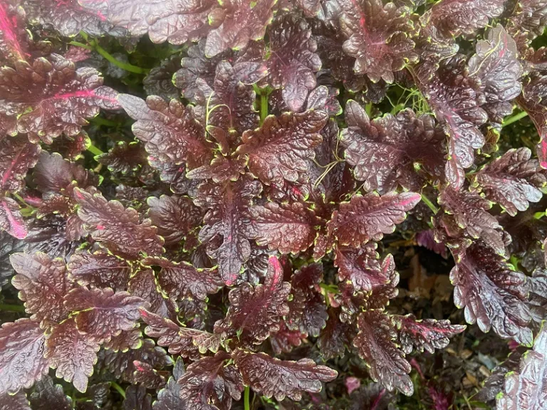 Plectranthus scutellarioides 'Black Dragon' foliage