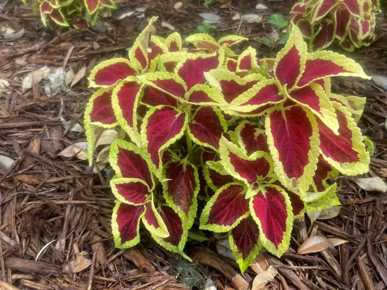 Plectranthus scutellarioides 'PAS2028' (Wizard® Scarlet) habit