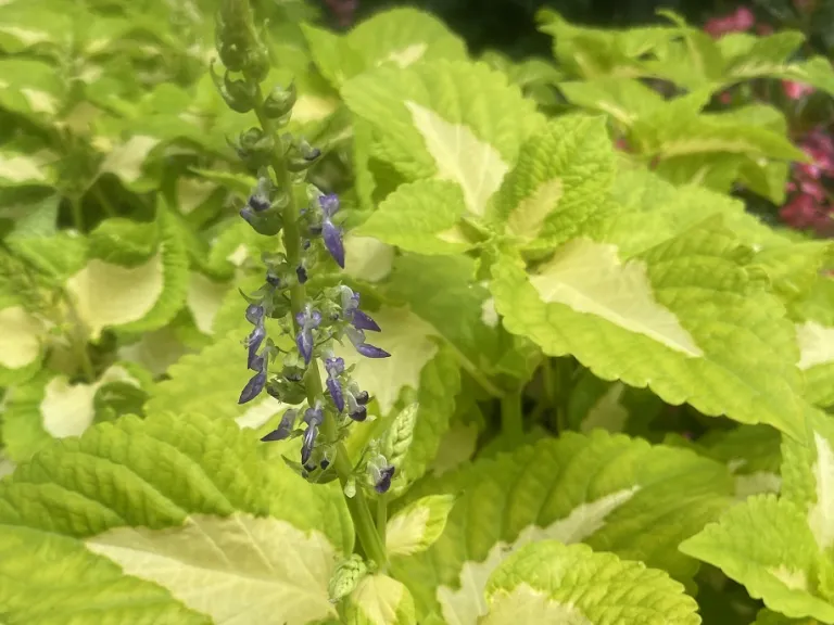 Plectranthus scutellarioides 'PAS904508' (Kong Jr.™ Green Halo) flower