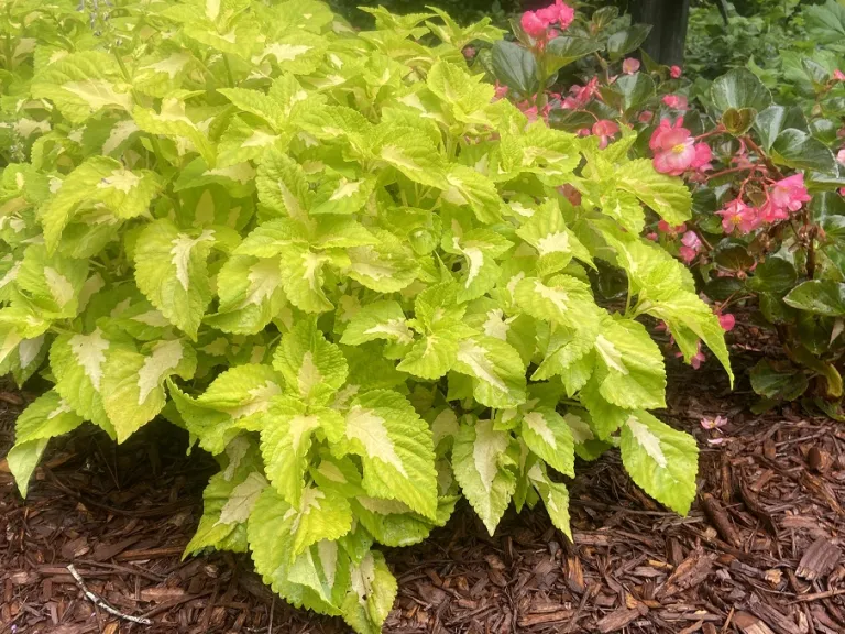 Plectranthus scutellarioides 'PAS904508' (Kong Jr.™ Green Halo) habit