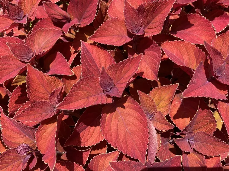 Plectranthus scutellarioides 'UF-16-1-20' (ColorBlaze® Sedona Sunset®) foliage