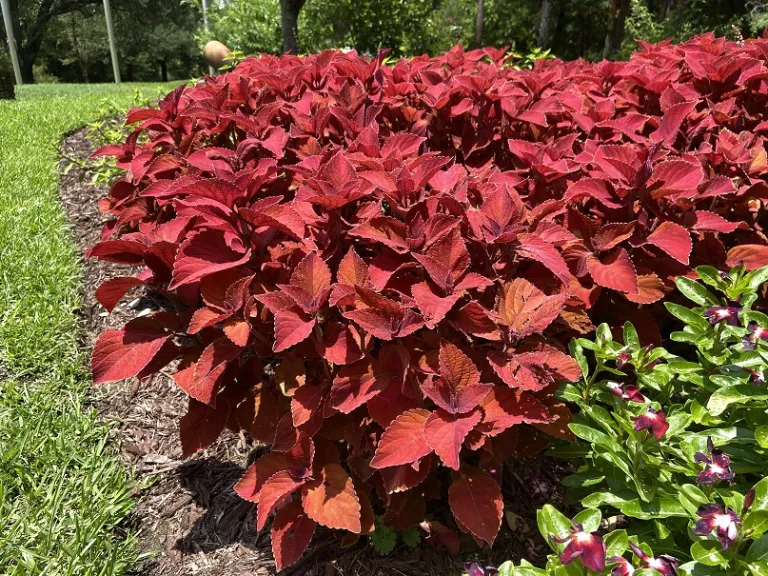 Plectranthus scutellarioides 'UF-16-1-20' (ColorBlaze® Sedona Sunset®) habit
