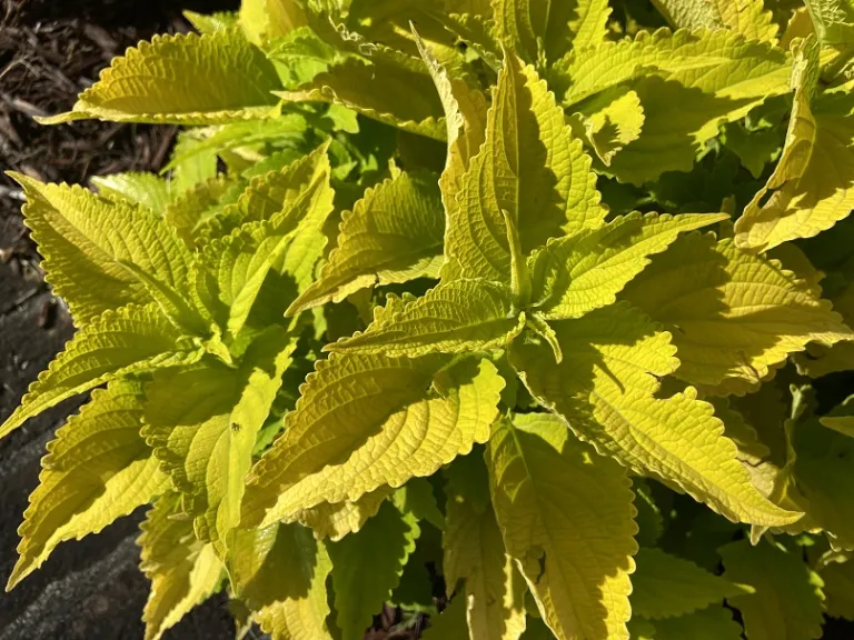 Plectranthus scutellarioides 'UF12-30-6' (ColorBlaze® Lime Time®) foliage