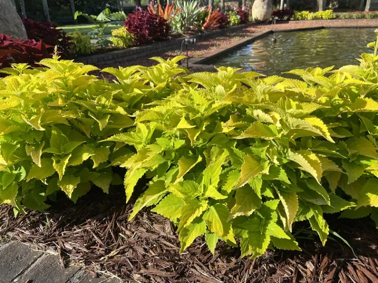 Plectranthus scutellarioides 'UF12-30-6' (ColorBlaze® Lime Time®)
