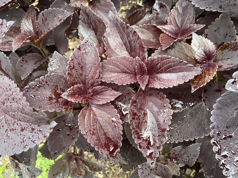 Plectranthus scutellarioides (ColorBlaze® Dark Star) foliage