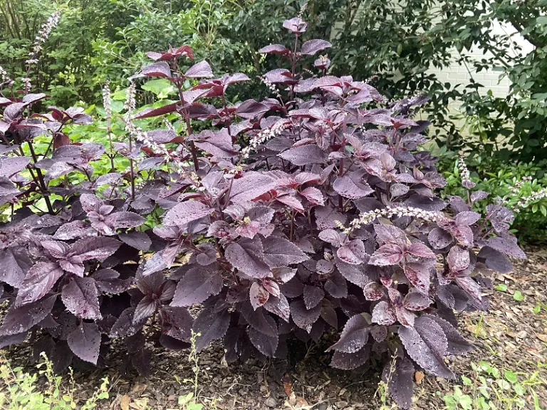 Plectranthus scutellarioides (ColorBlaze® Dark Star) habit