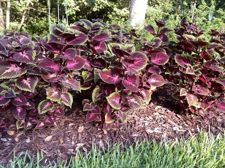 Plectranthus scutellarioides (ColorBlaze® Torchlight®) habit