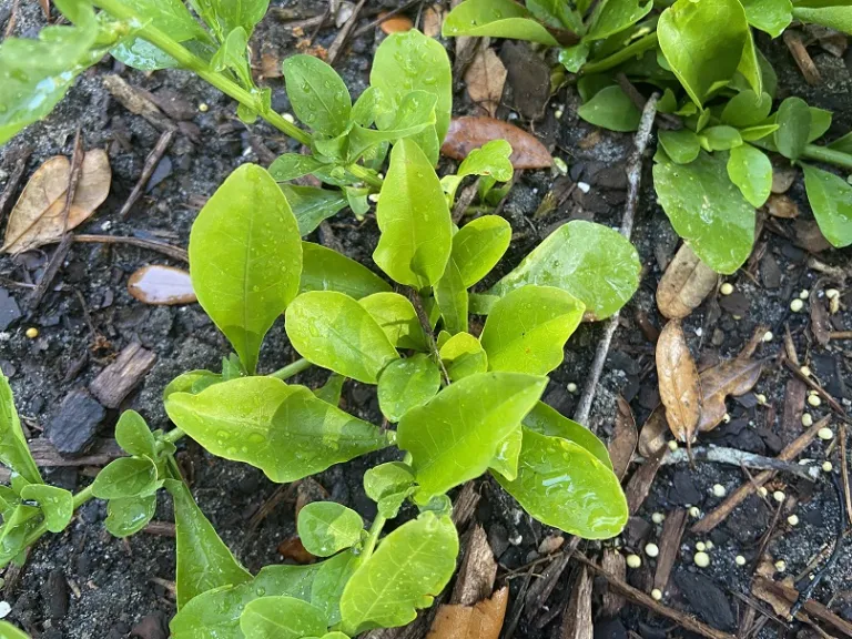 Plumbago auriculata f. alba foliage