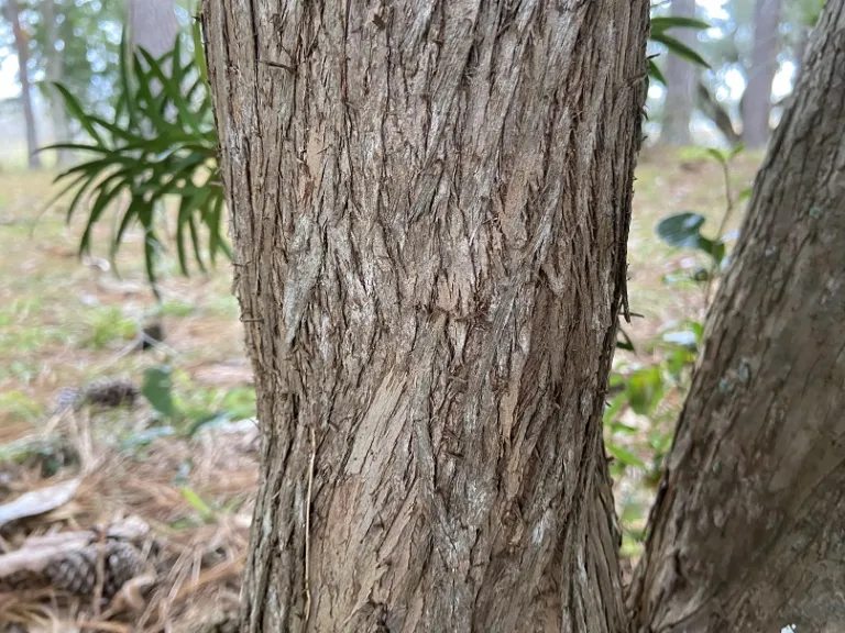 Podocarpus macrophyllus var. maki bark