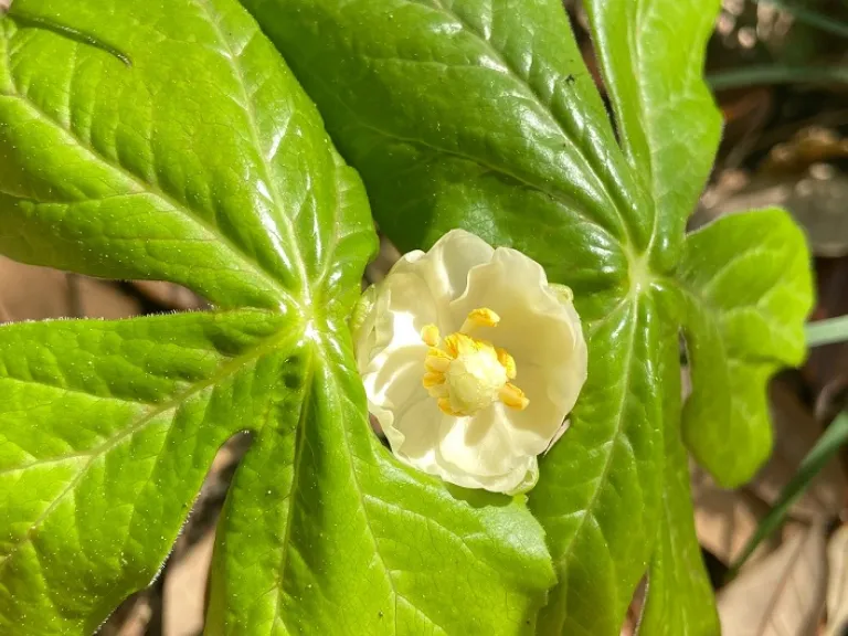 Podophyllum peltatum flower