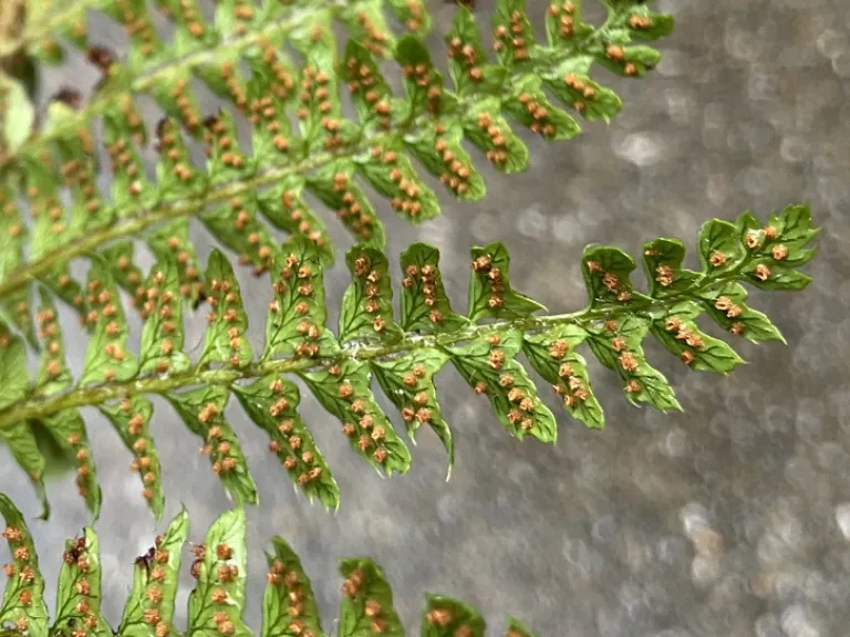 Polystichum polyblepharum back of frond spores