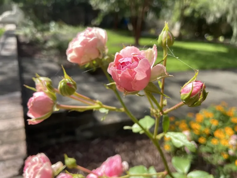 Rosa 'KORpompan' (Pomponella™ Fairy Tale) early flowers and buds